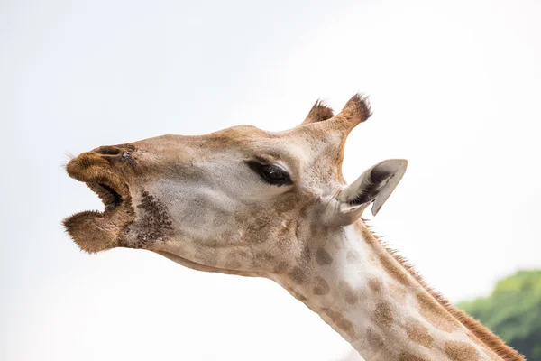 Fechar a cara de girafa — Fotografia de Stock