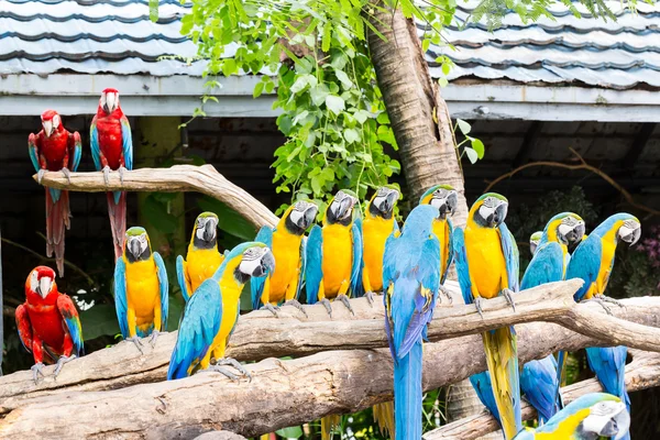 Scarlet macaws on the tree — Stock Photo, Image