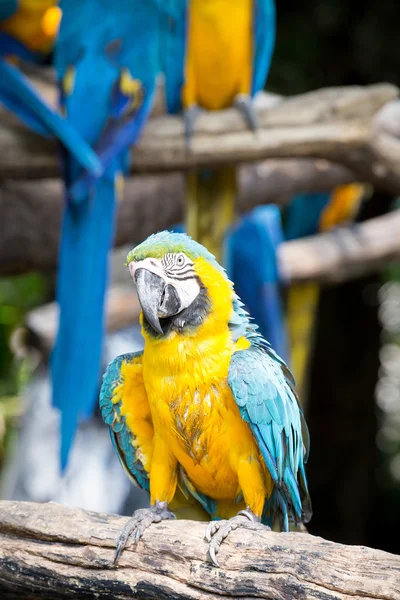 Scarlet macaws on the tree — Stock Photo, Image