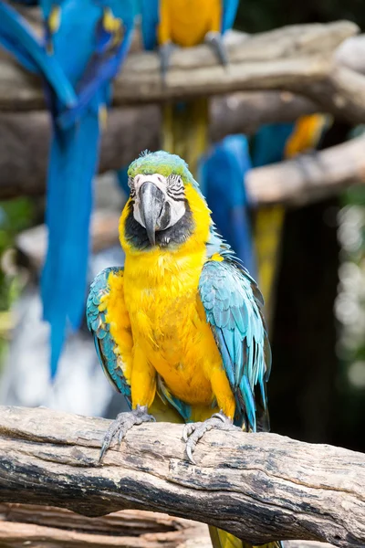 Scarlet macaws on the tree — Stock Photo, Image