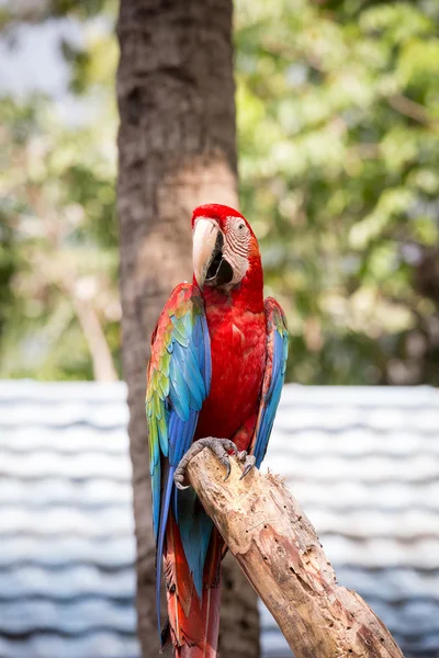 Scarlet macaws on the tree — Stock Photo, Image