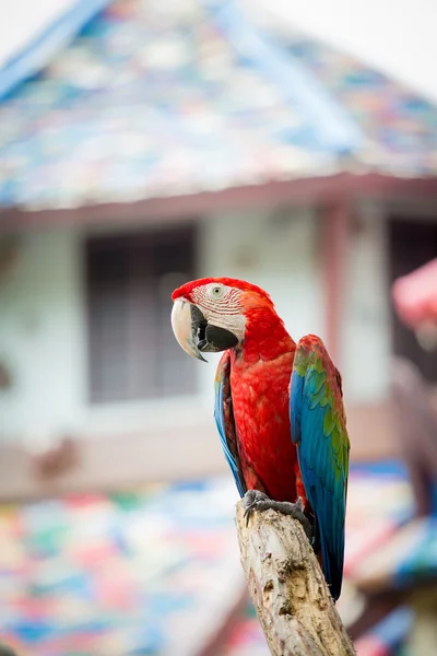 Scarlet macaws on the tree — Stock Photo, Image