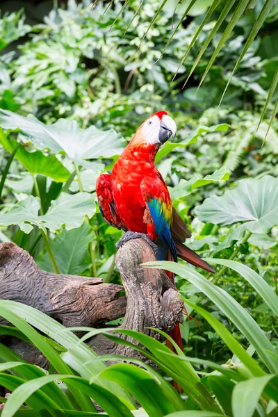 Scarlet macaws on the tree — Stock Photo, Image