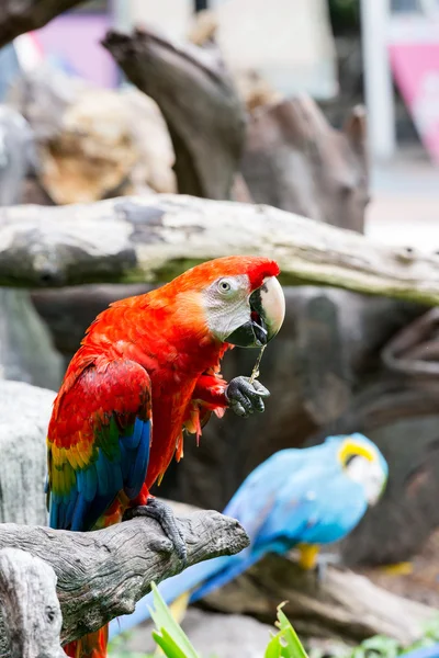 Scarlet macaws on the tree — Stock Photo, Image