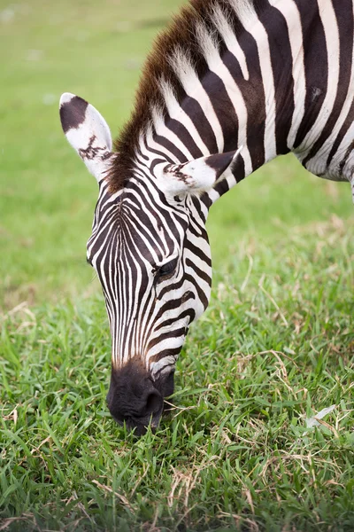 Zebra. — Fotografia de Stock