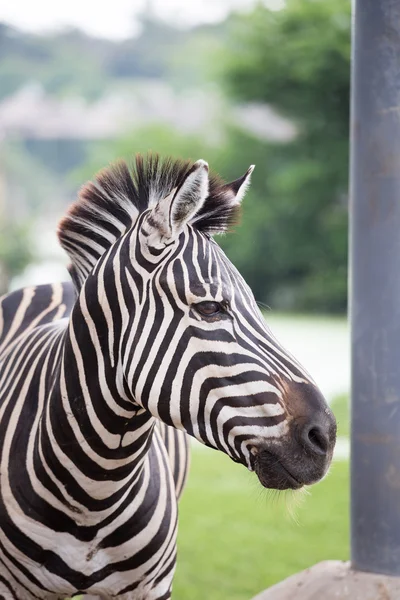 Zebra — Stock Photo, Image