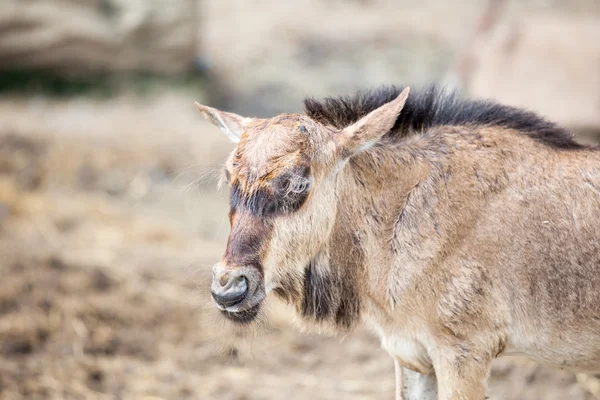 Unga Wilderbeest — Stockfoto