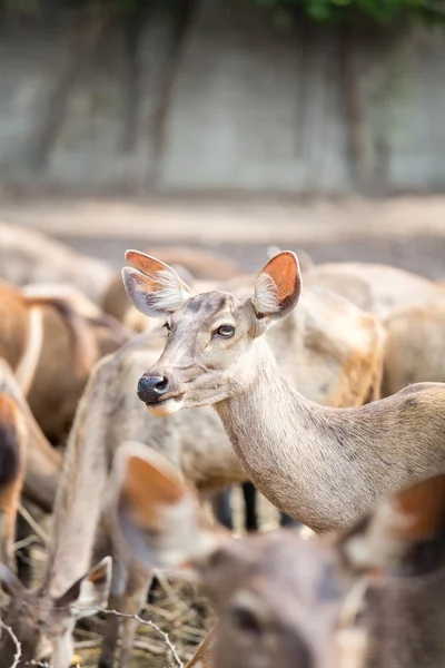 Impala — Stock Photo, Image