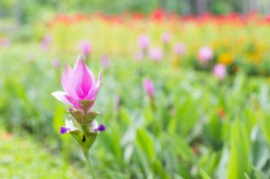 Fotoğraf Curcuma alismatifolia çiçeği Tayland
