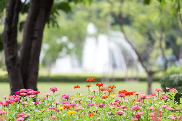 Jardín de flores — Foto de Stock