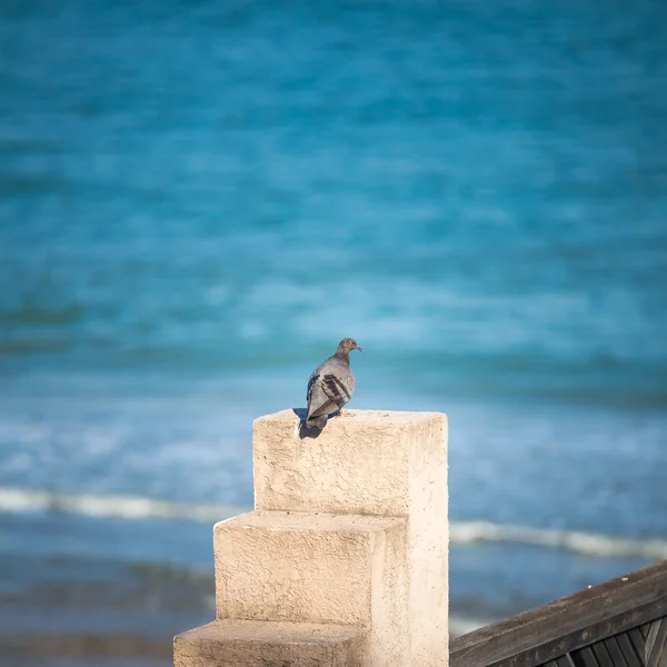 Una paloma en el poste y mirando un mar —  Fotos de Stock