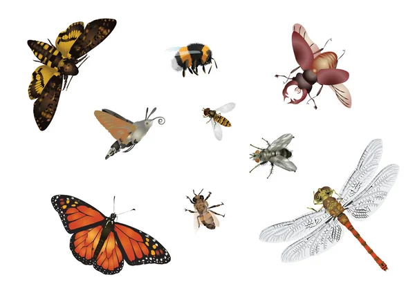 Increíble conjunto de insectos - volando —  Fotos de Stock