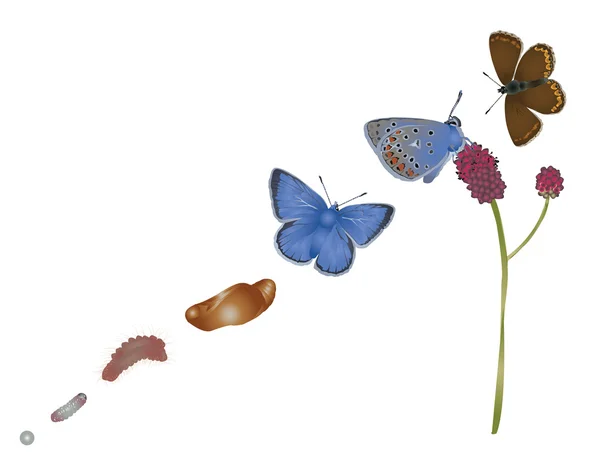 Ortak mavi yaşam döngüsü