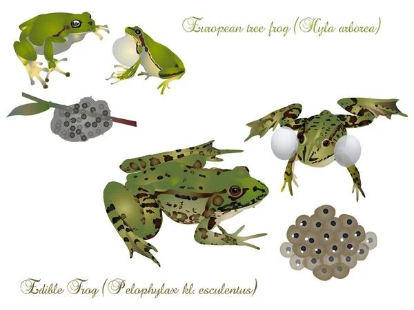 Frogs with offspring. — Stock Photo, Image