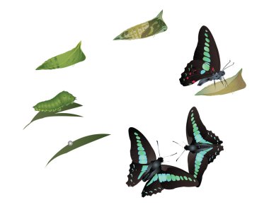 Life cycle of common bluebottle butterfly  clipart