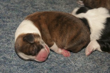 Yeni doğan şirin yavru