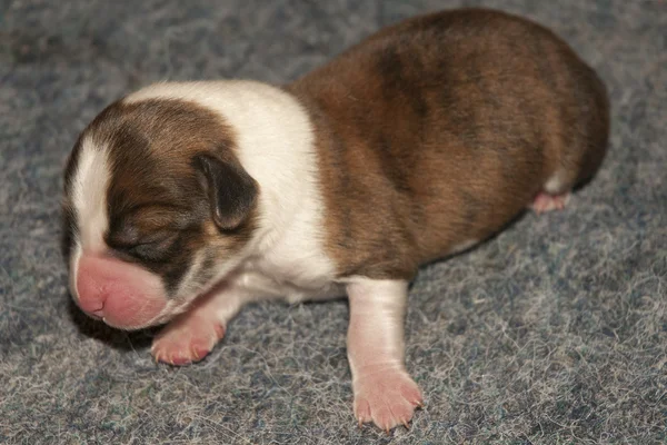 Pasgeboren leuke puppy — Zdjęcie stockowe