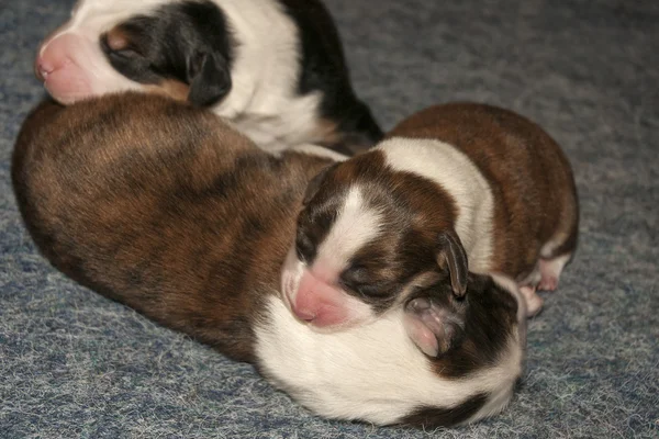 Cachorros bonitos recém-nascidos — Fotografia de Stock