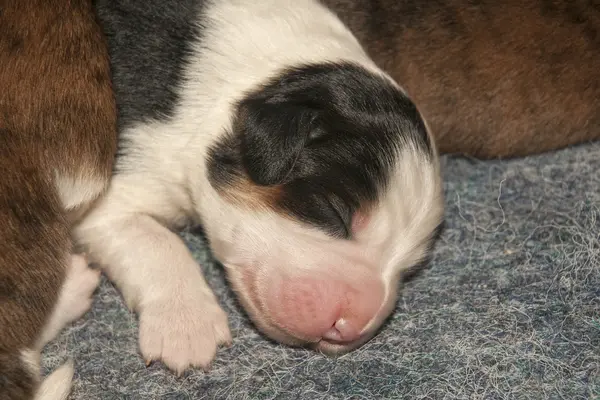 Newborn cute puppies — Stock Photo, Image