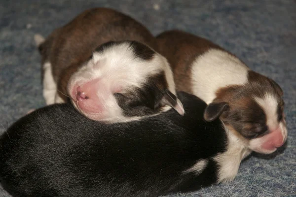 Новые милые щенки — стоковое фото