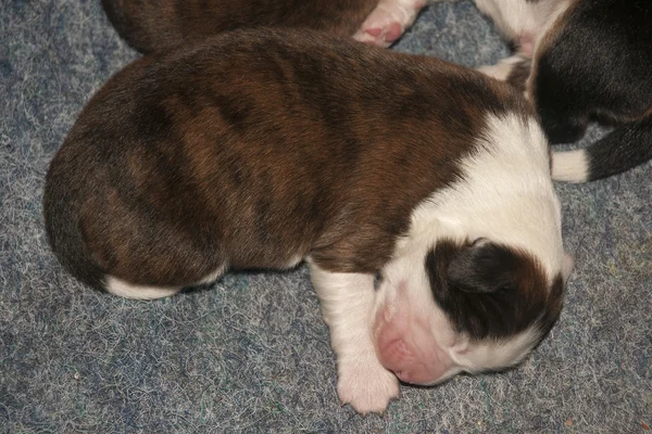 Newborn cute puppies — Stock Photo, Image