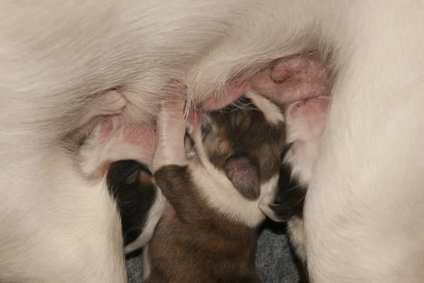 Newborn cute puppies — Stock Photo, Image