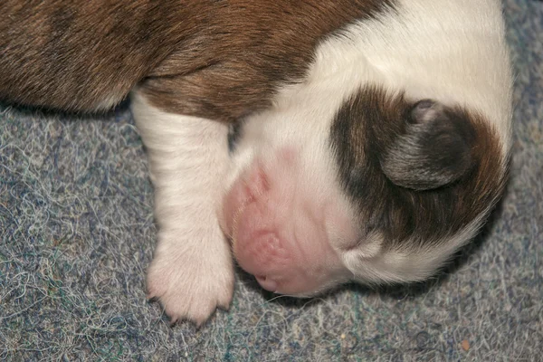 新生児のかわいい子犬 — ストック写真
