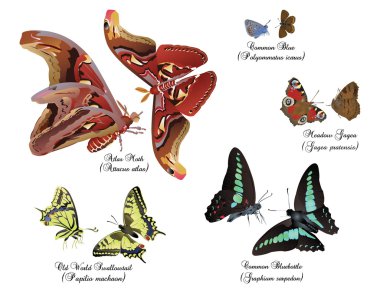 Harika kelebek set - çiftleri