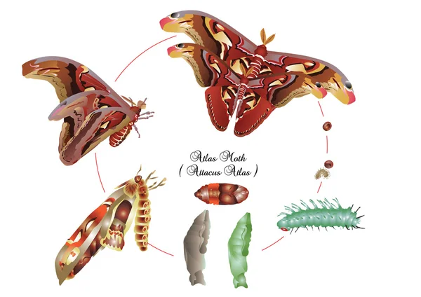 蛾のアトラスのライフ サイクル — ストック写真