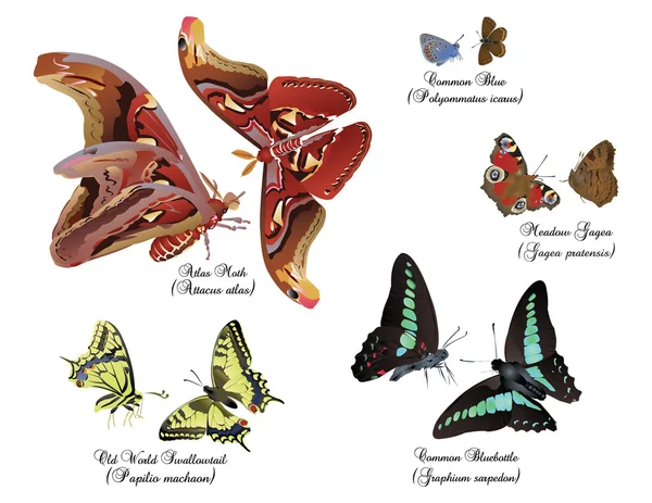 Niesamowity zestaw motyle - pary — Zdjęcie stockowe