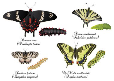 Harika kelebek set - swallowtails