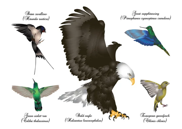 Conjunto de aves incríveis - pássaros em voo Fotos De Bancos De Imagens