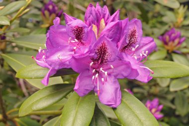 Uniqe dekoratif Japon bahçesi