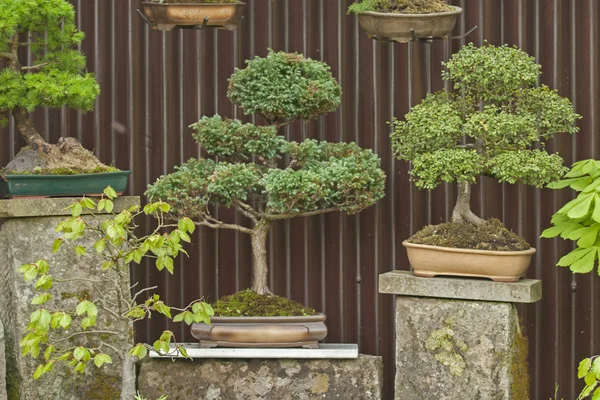 Unika dekorativa japansk trädgård — Stockfoto