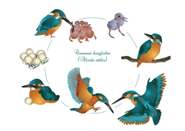 Life cycle of common kingfisher — Stock Photo, Image