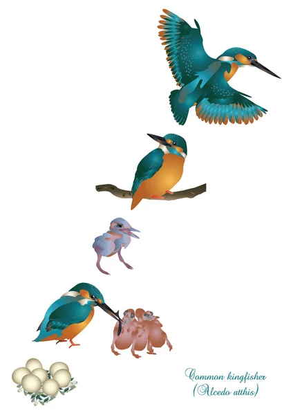 Life cycle of common kingfisher — Stock Photo, Image