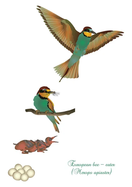 Life cycle of European bee-eater — Stock Photo, Image