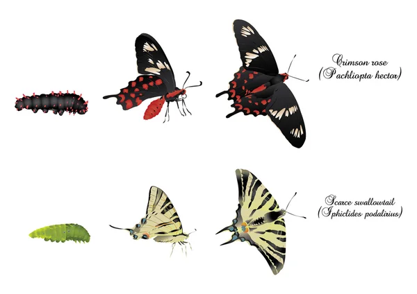 Je to ukázka swallowtails motýlů. — Stock fotografie