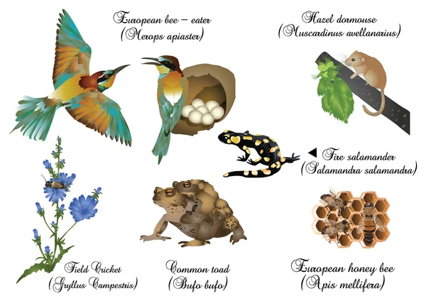 Niesamowity zestaw natura - europejskie zwierzęta — Zdjęcie stockowe