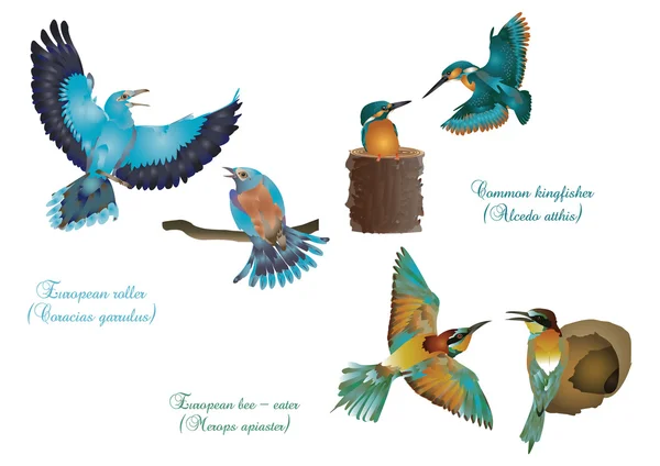 Avrupa güzel kuşlar çiftler