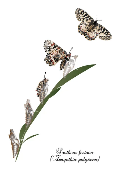 Life cycle of southern festoon butterfly — Stock Photo, Image