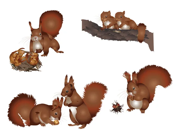 Life of squirrel — Stock Photo, Image