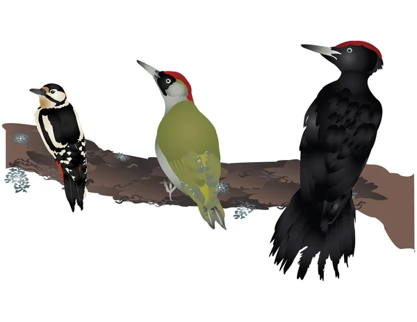 Woodpeckers — Stock Photo, Image