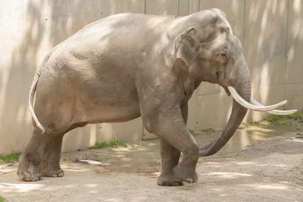 Maschio asiatico elefante — Foto Stock