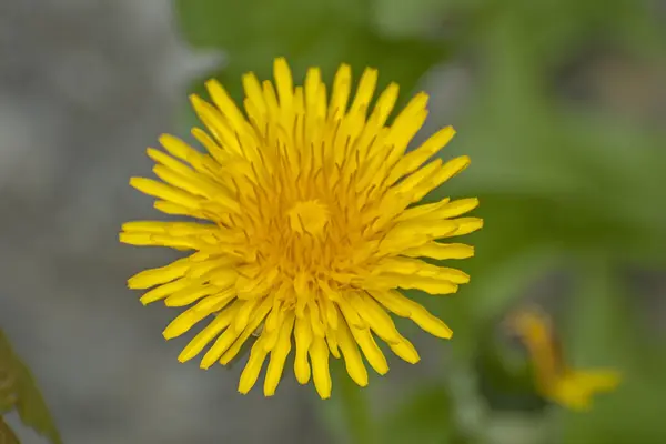 Spring nature — Stock Photo, Image