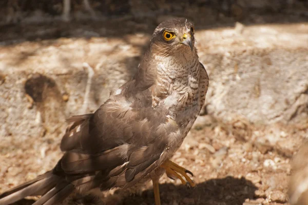 Eurasian sparrowhawk — Stock Photo, Image