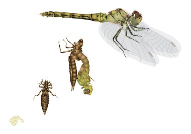 Life cycle of dragonfly clipart