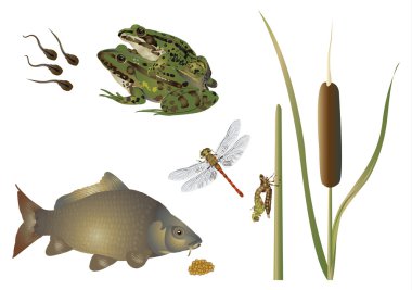 Life at the pond clipart