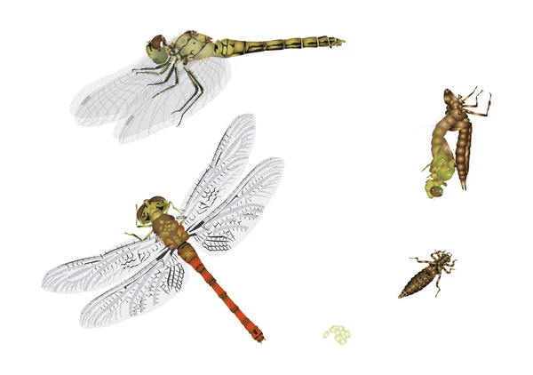 Life cycle of dragonfly — Stock Photo, Image