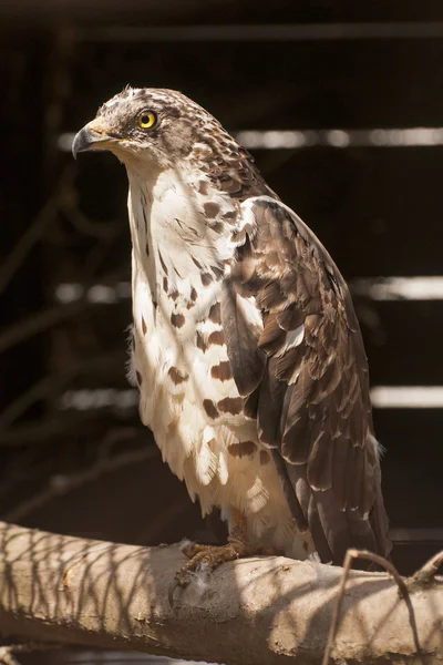 Europäischer Wespenbussard — Stockfoto